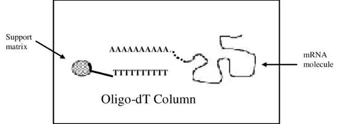 5'-Fl-Oligo d(T)12